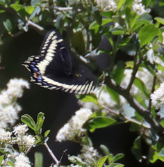 Papilio indra