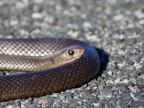 Rottnest Island Dugite sighting