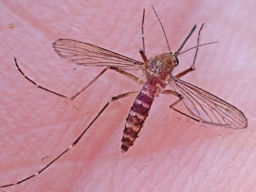Unknown species found near Rainbow Valley, Maricopa Co., Arizona
