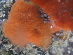 Eatoniella