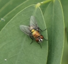 Luciliinae