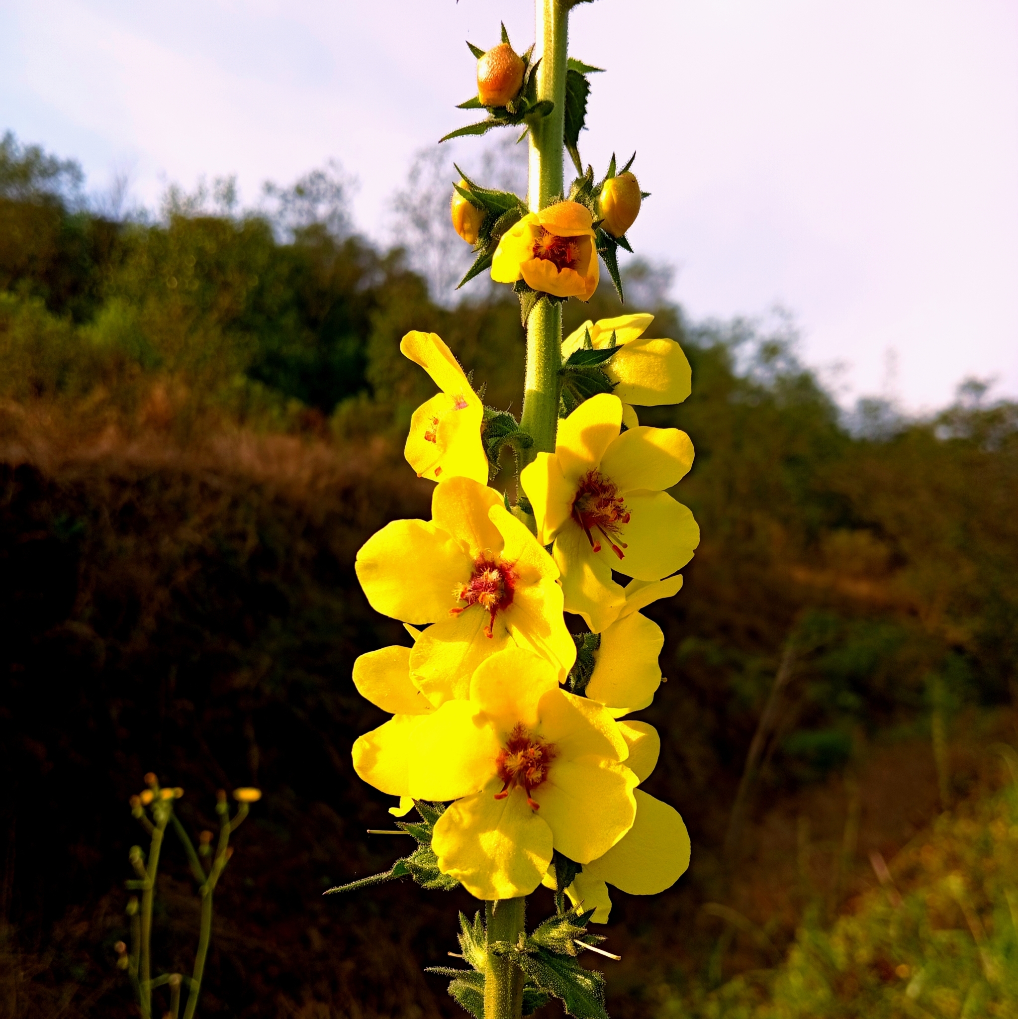 Verbascum virgatum