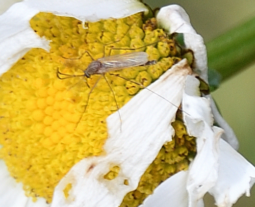Unknown species found near Pocahontas County, WV, USA