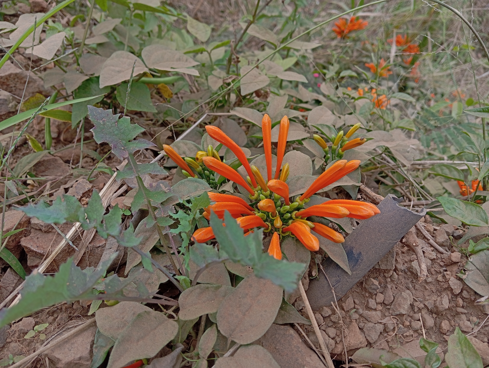 Pyrostegia venusta