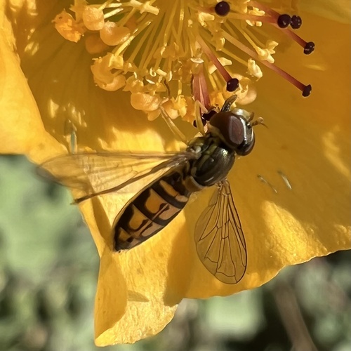 Unknown species found near Maricopa County, US-AZ, US