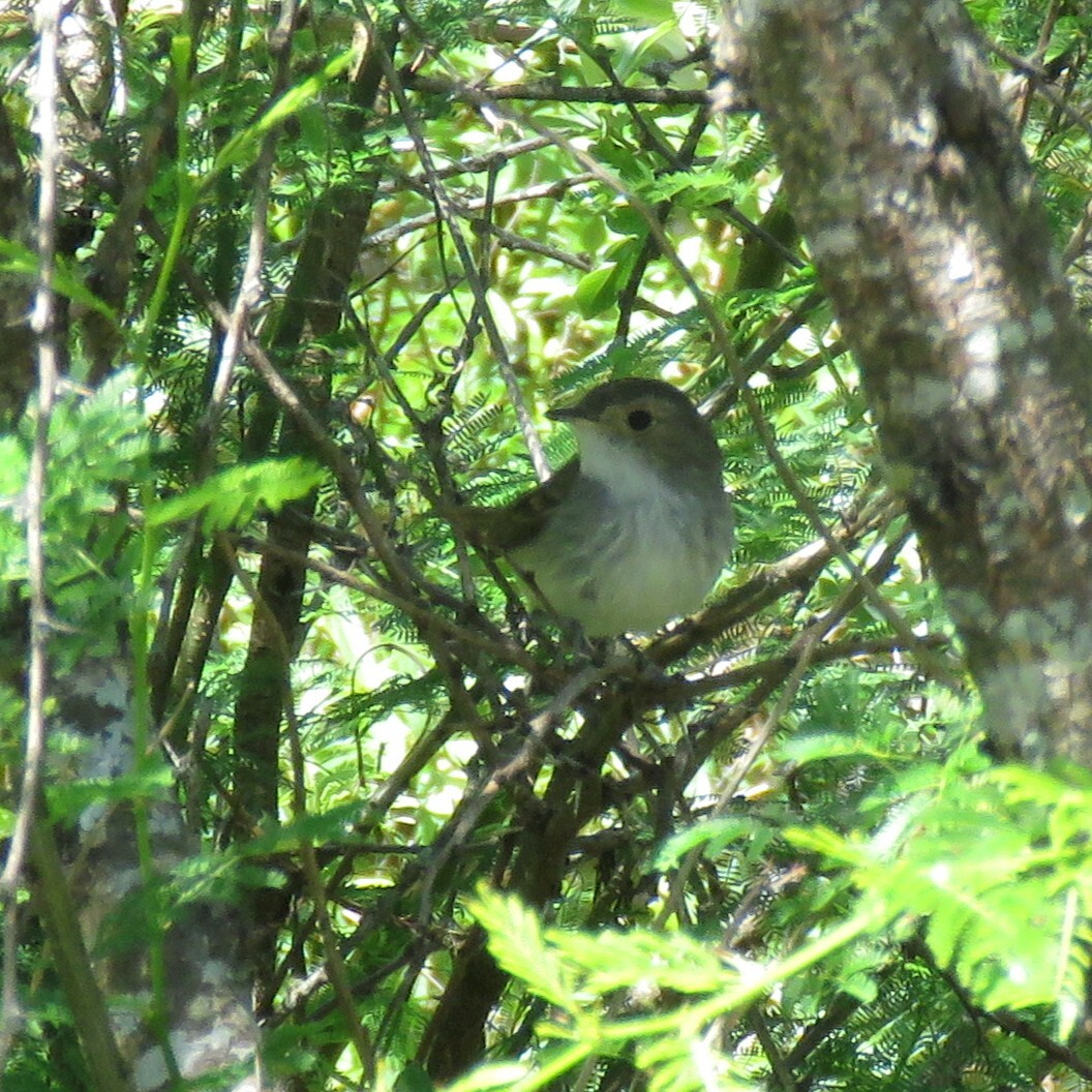 Fulvous-crowned Scrub Tyrant (Euscarthmus meloryphus), photo 10