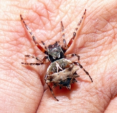 Acanthepeira stellata