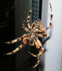 Araneus bicentenarius