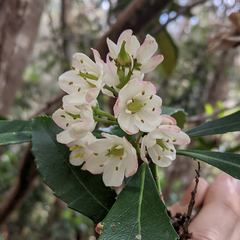 Anopterus glandulosus