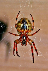 Araneus bicentenarius