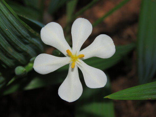 Eleutherine bulbosa (Mill.) Urb.