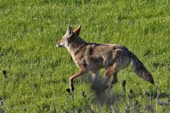 Canis latrans ochropus