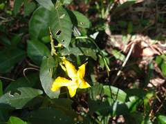 Mandevilla subsagittata