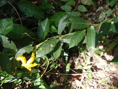 Mandevilla subsagittata