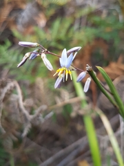 Hemerocallidoideae