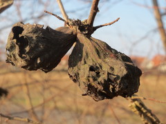 Eriosoma lanuginosum