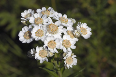 Achillea acuminata