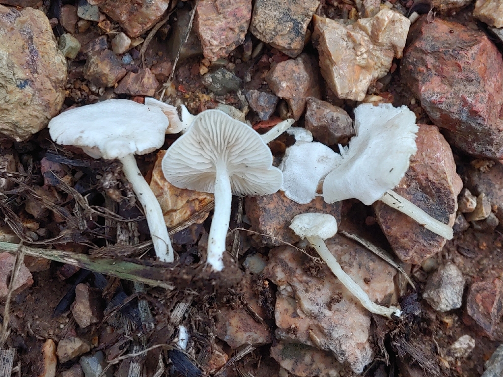 Entoloma sp. 'PR44'