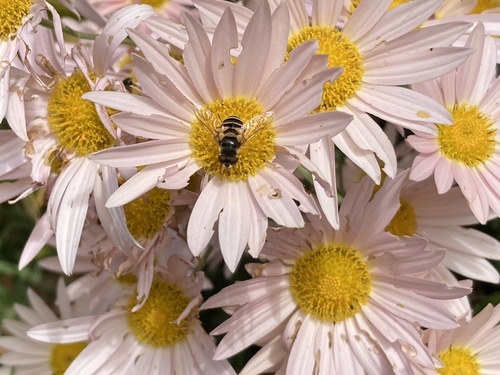 Unknown species found near Arlington Blvd, Fairfax, VA, US