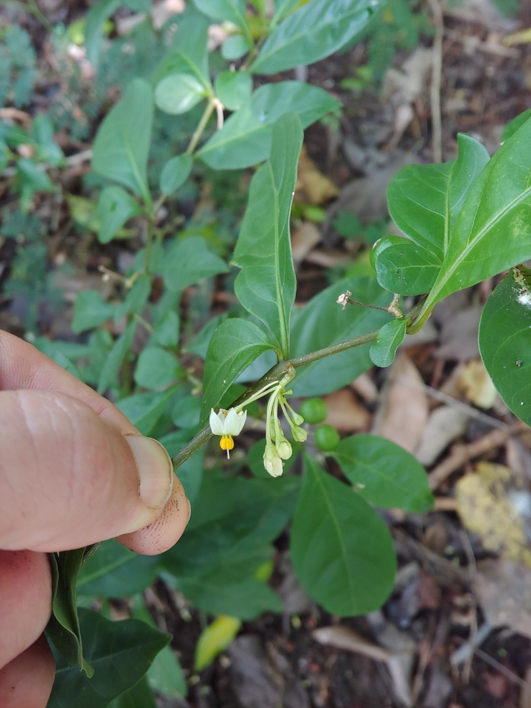 Solanum diphyllum, La Rumba Caborrojena