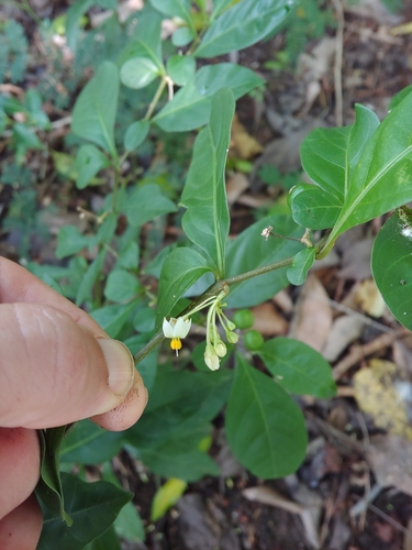 Solanum diphyllum