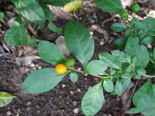 Solanum diphyllum