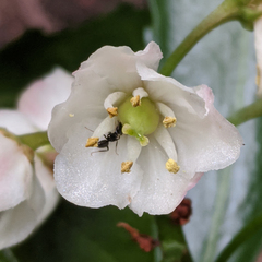 Anopterus glandulosus