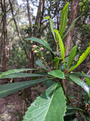 Anopterus glandulosus