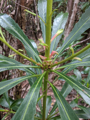 Anopterus glandulosus