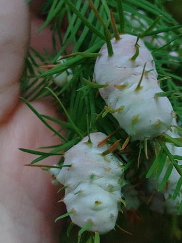 Unknown species found near East Marlborough Township, PA 19348, USA