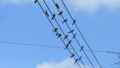 Stelgidopteryx serripennis ridgwayi