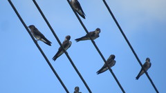 Stelgidopteryx serripennis ridgwayi