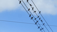 Stelgidopteryx serripennis ridgwayi