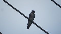 Stelgidopteryx serripennis ridgwayi