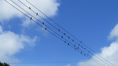 Stelgidopteryx serripennis ridgwayi