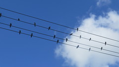 Stelgidopteryx serripennis ridgwayi