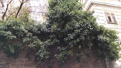 Hedera helix