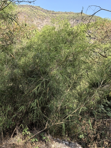 Mexican weeping bamboo (Otatea acuminata)