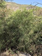 Otatea acuminata
