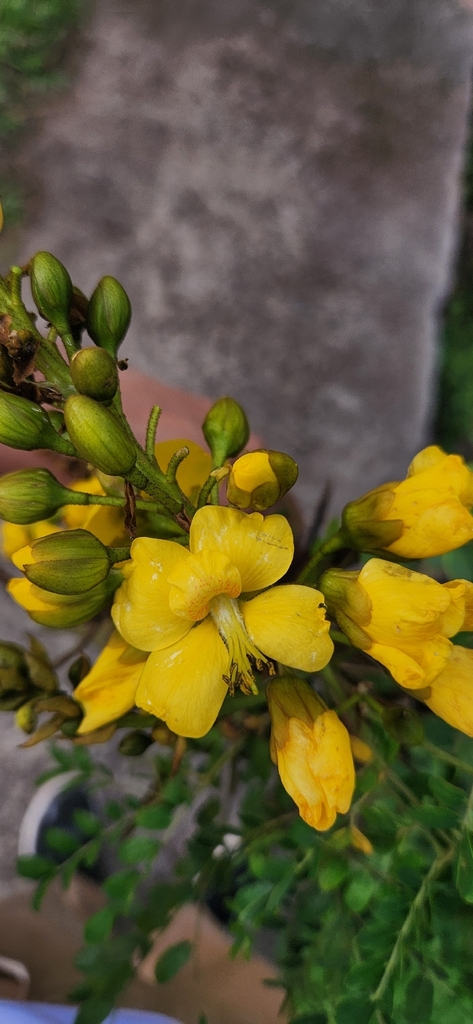 Erythrostemon nicaraguensis