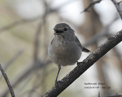 Pyrrholaemus brunneus