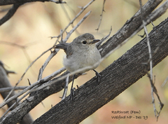 Pyrrholaemus brunneus