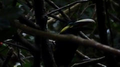 Selenidera spectabilis