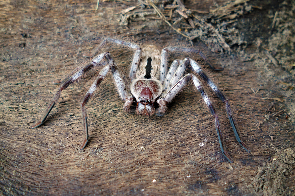 Grey Huntsman Spider