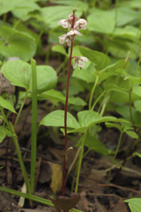 Pyrola japonica