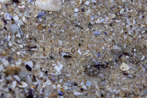 Limnichthys fasciatus observed 2025-10-27