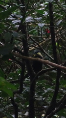 Selenidera spectabilis