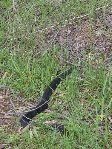 Highlands Copperhead sighting