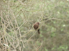 Pyrocephalus rubinus