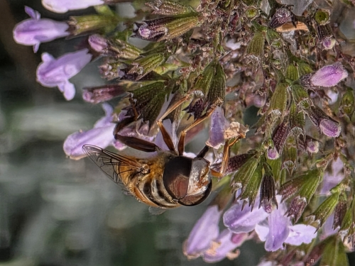 Unknown species found near Bellevue Precinct, NE, USA